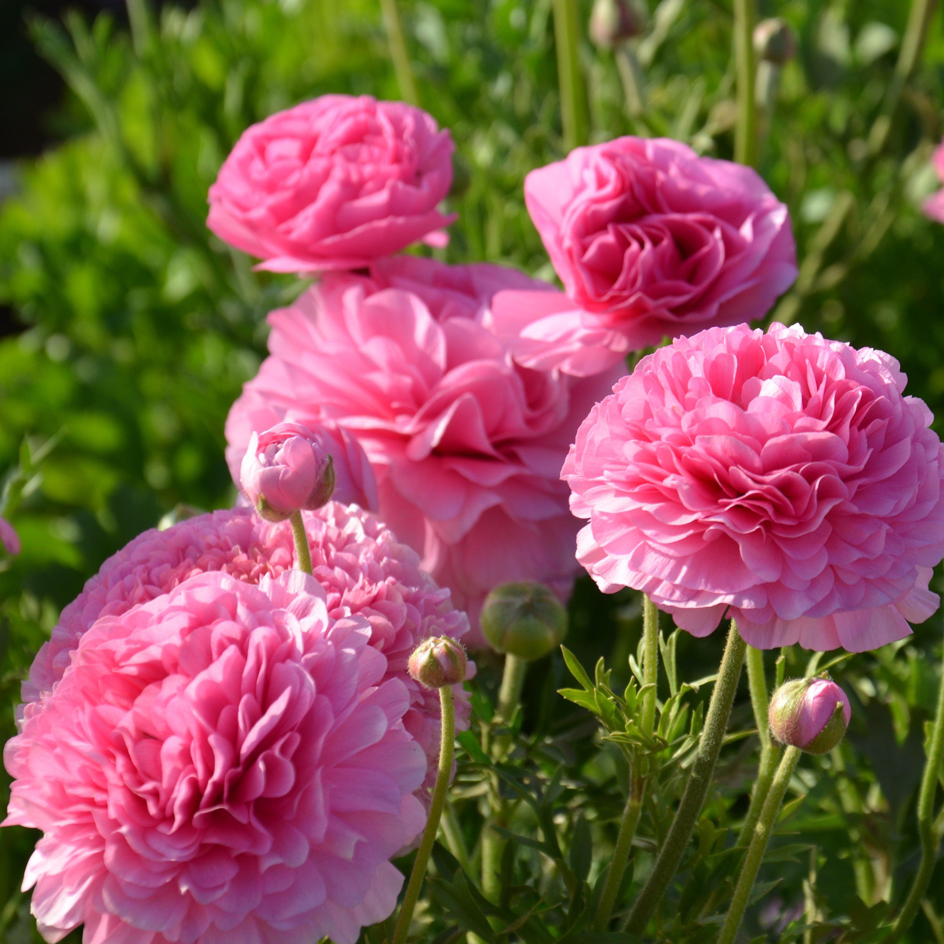 Bright Pink Tecolote® Ranunculus Bulbs for Sale Online | Pink – Easy To ...