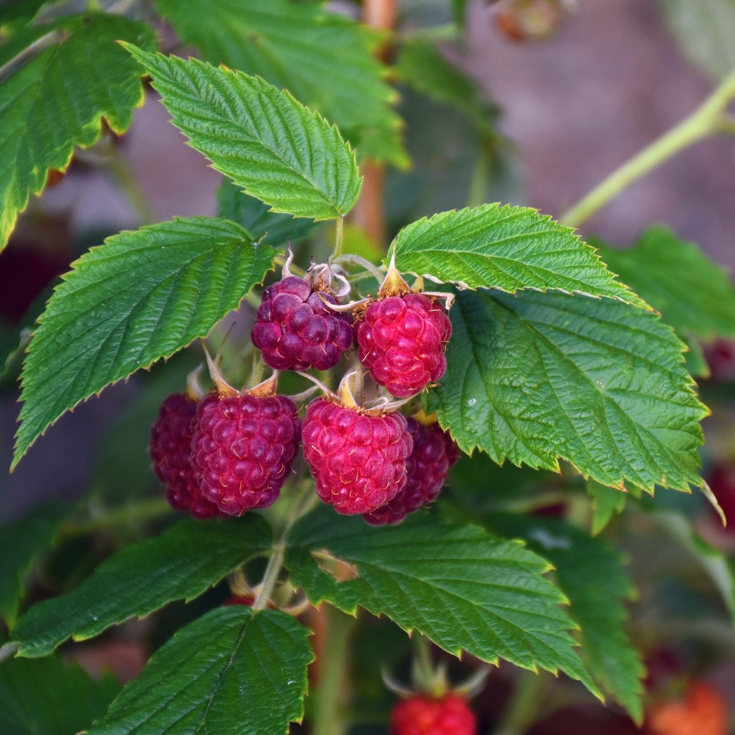 raspberries on the vine