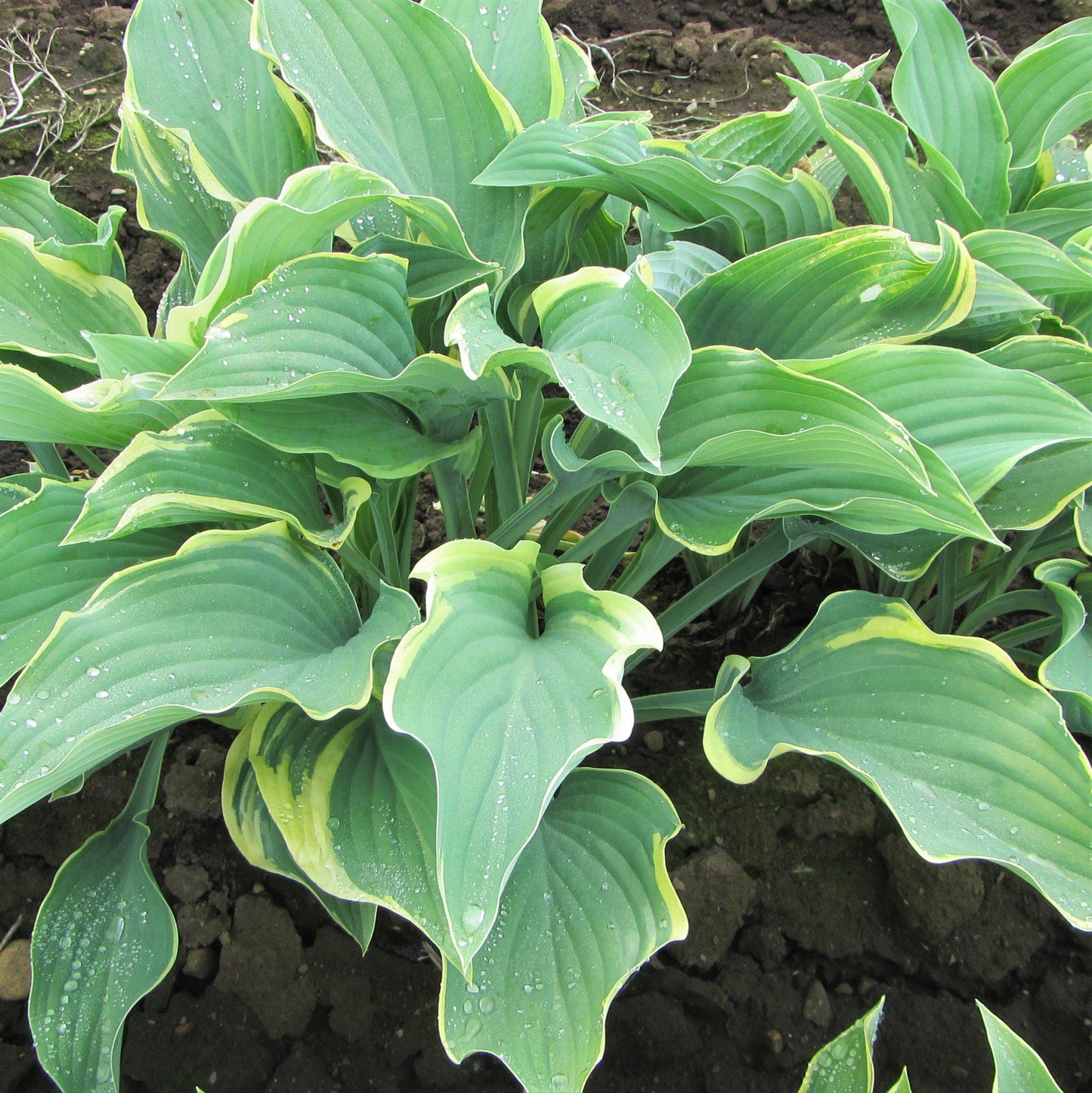 Regal Splendor Hosta Plant