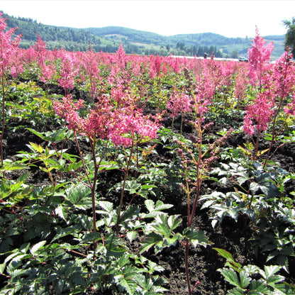 A Field Full of Pink Astilbe