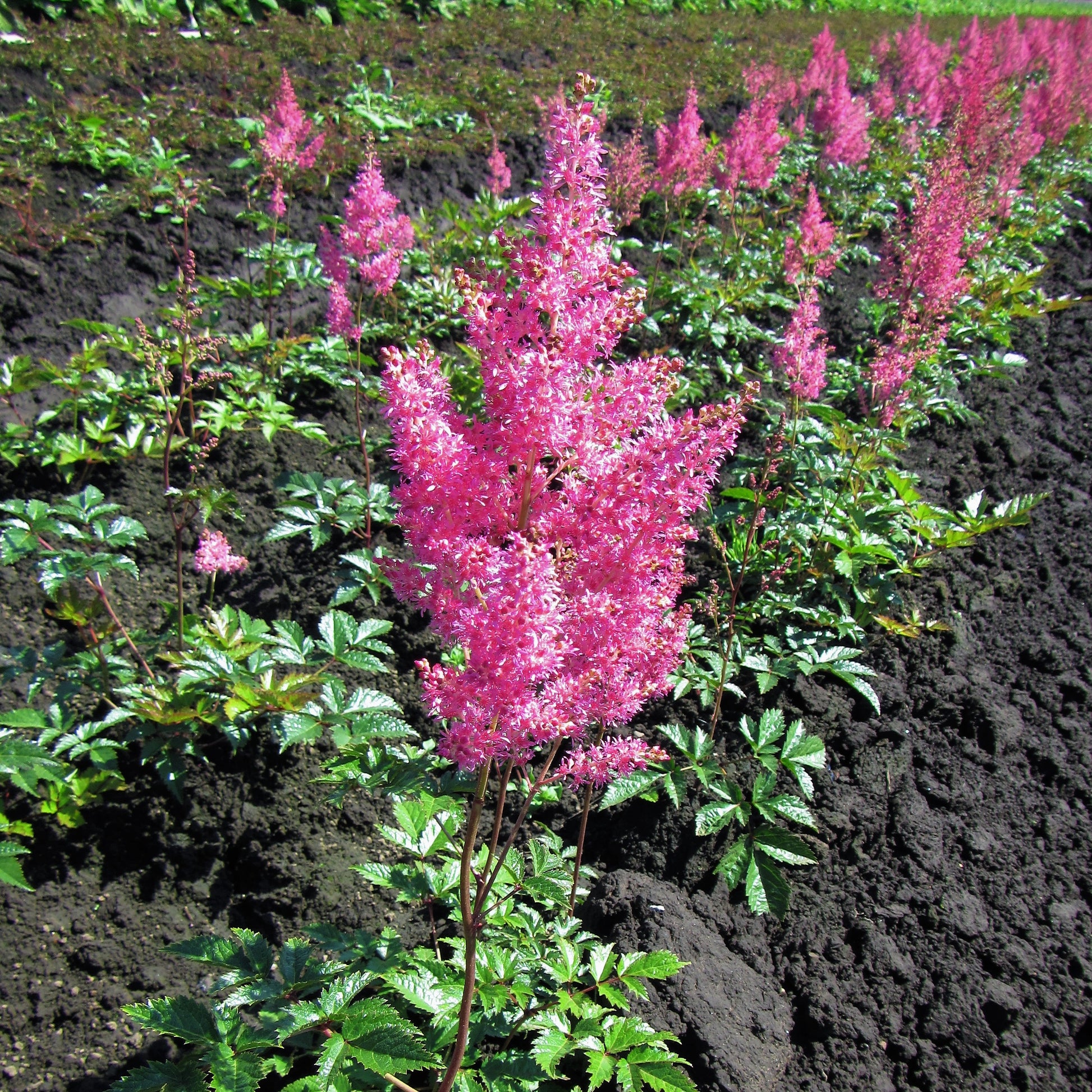 Feathery Raspberry-Hued Astilbe