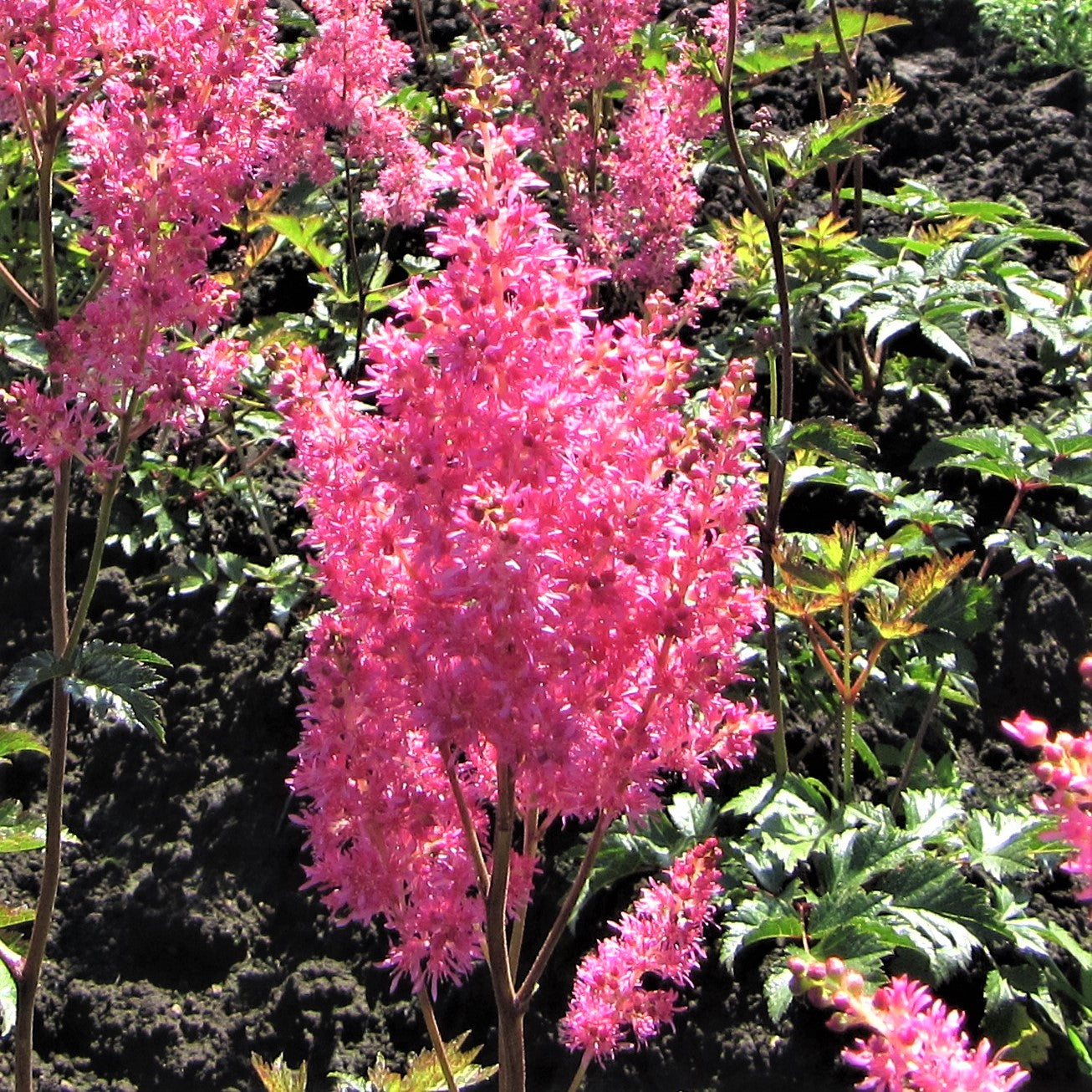 Bold Pink Astilbe