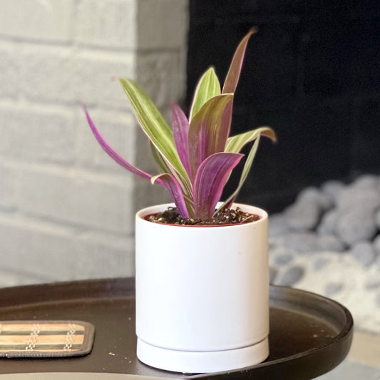 rhoeo tricolor houseplant in a white pot