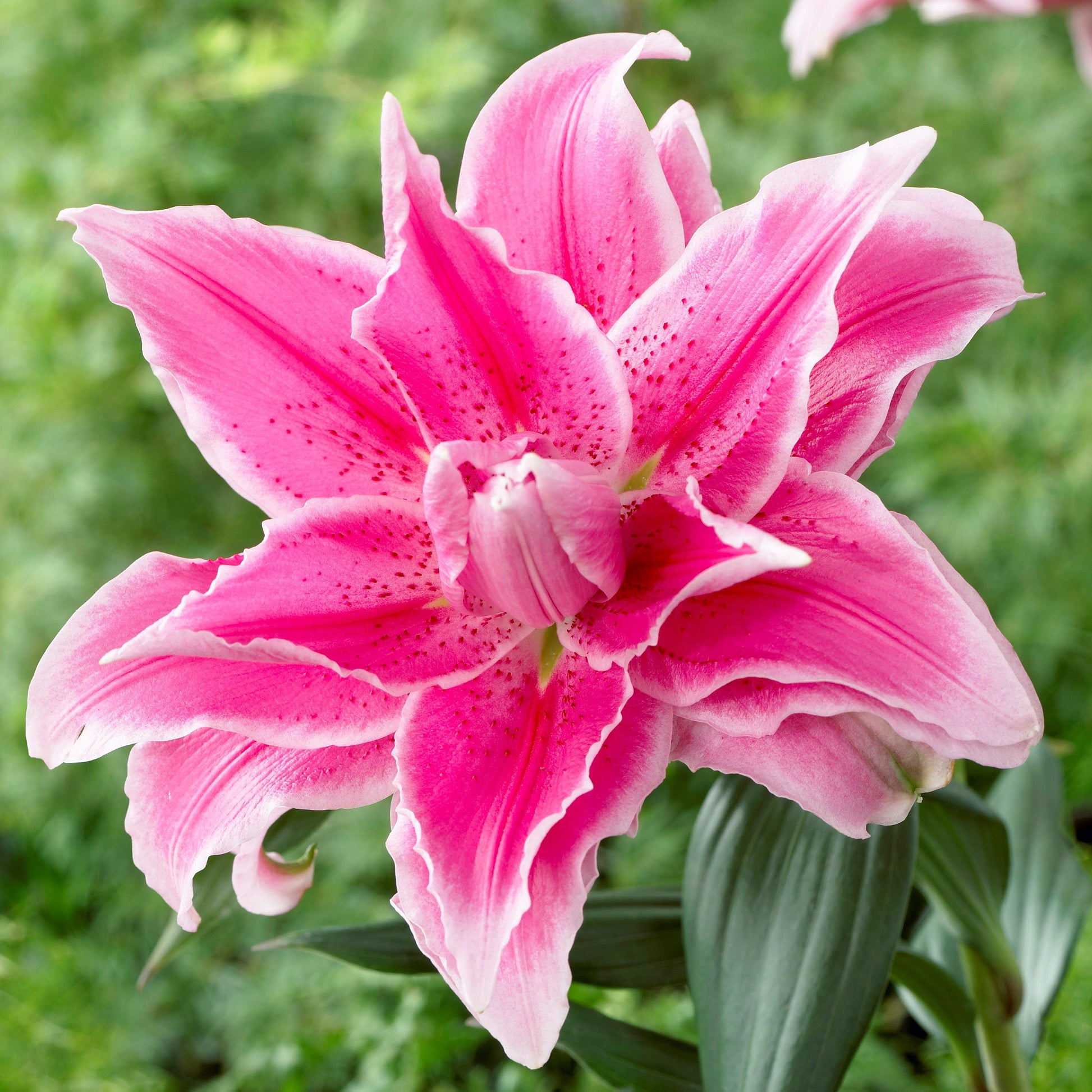 Pink lily without pollen