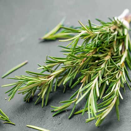 Culinary Herb Plants | Rosemary Blue – Easy To Grow Bulbs