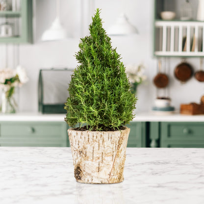 Tabletop Rosemary Tree in a Birch Bark Pot