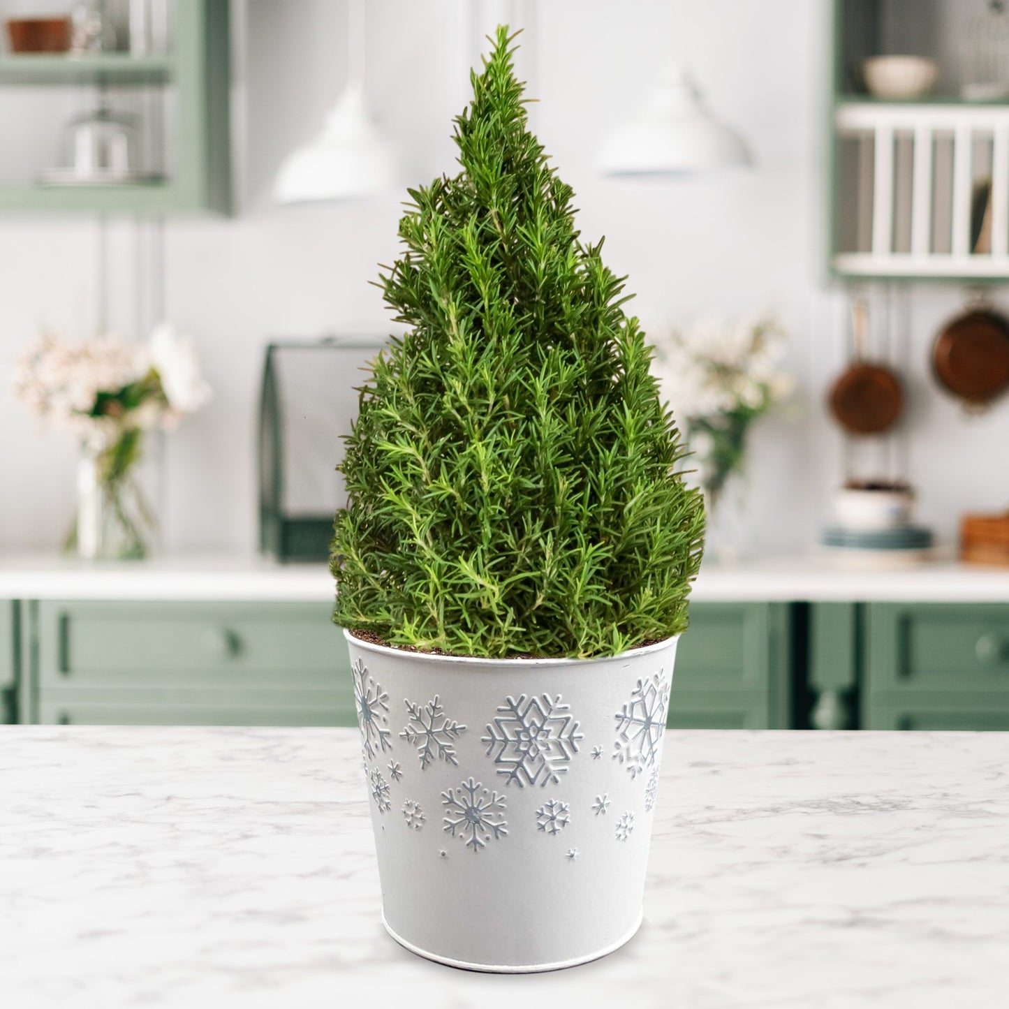 Rosemary - Topiary Gift