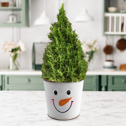 Rosemary - Topiary Gift