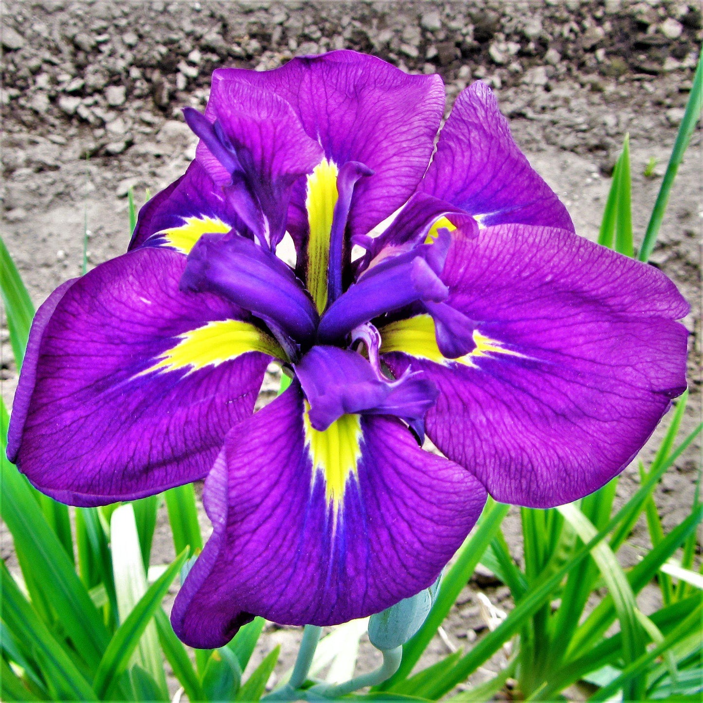 Large Single Japanese Iris Royal Robes