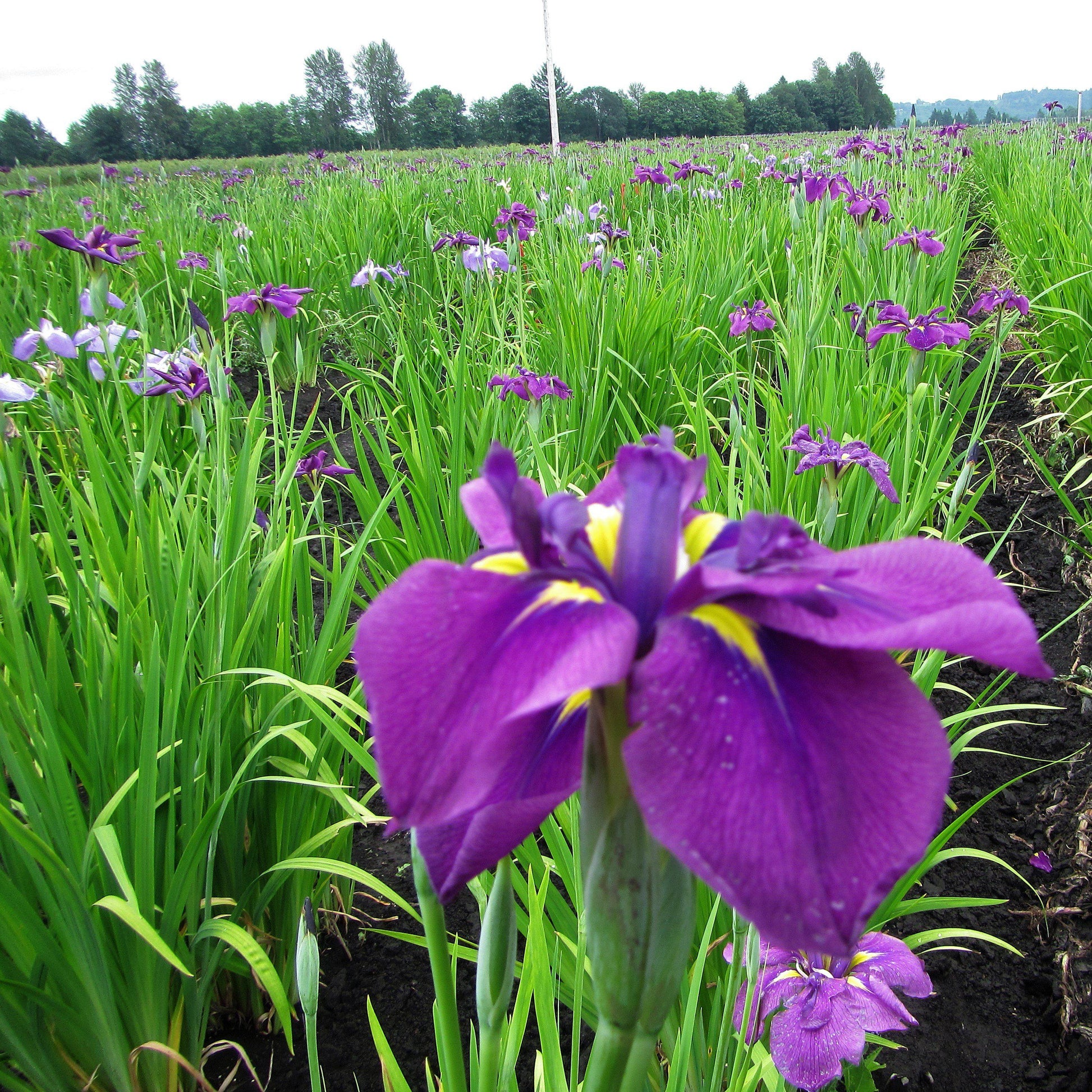 Field of Japanese Iris Royal Robes