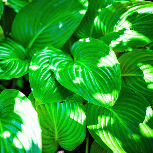 Hosta Royal Standard