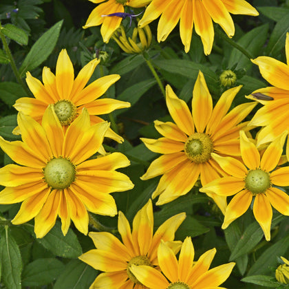 Black-Eyed Susan Plants For Sale | Rudbeckia Prairie Sun – Easy To Grow ...