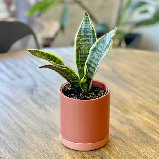 Snake Plant houseplant in a terracotta pot