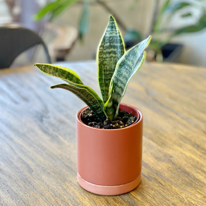 Sansevieria - Snake Plant Dwarf Houseplant in a Ceramic Pot – Easy To ...