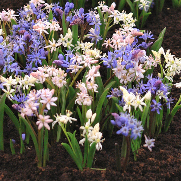 Scilla – Easy To Grow Bulbs