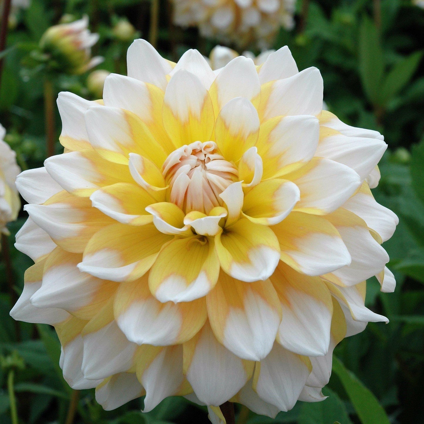 dahlia seattle