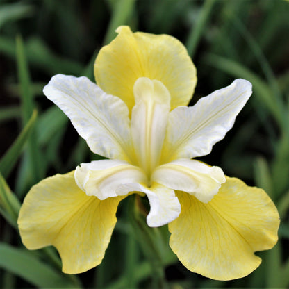 Yellow and White Siberian Iris