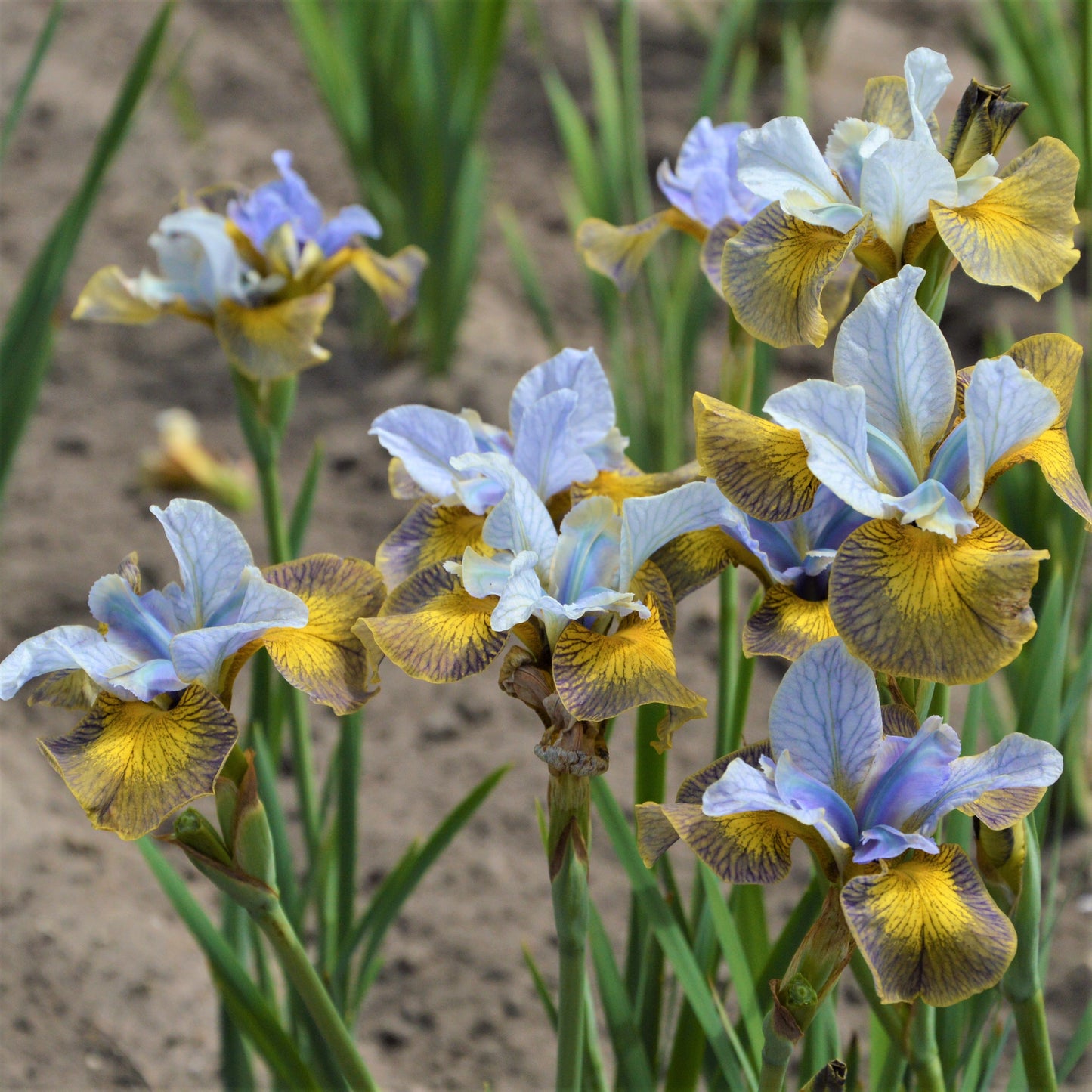 Siberian Iris - Peacock Butterfly Uncorked