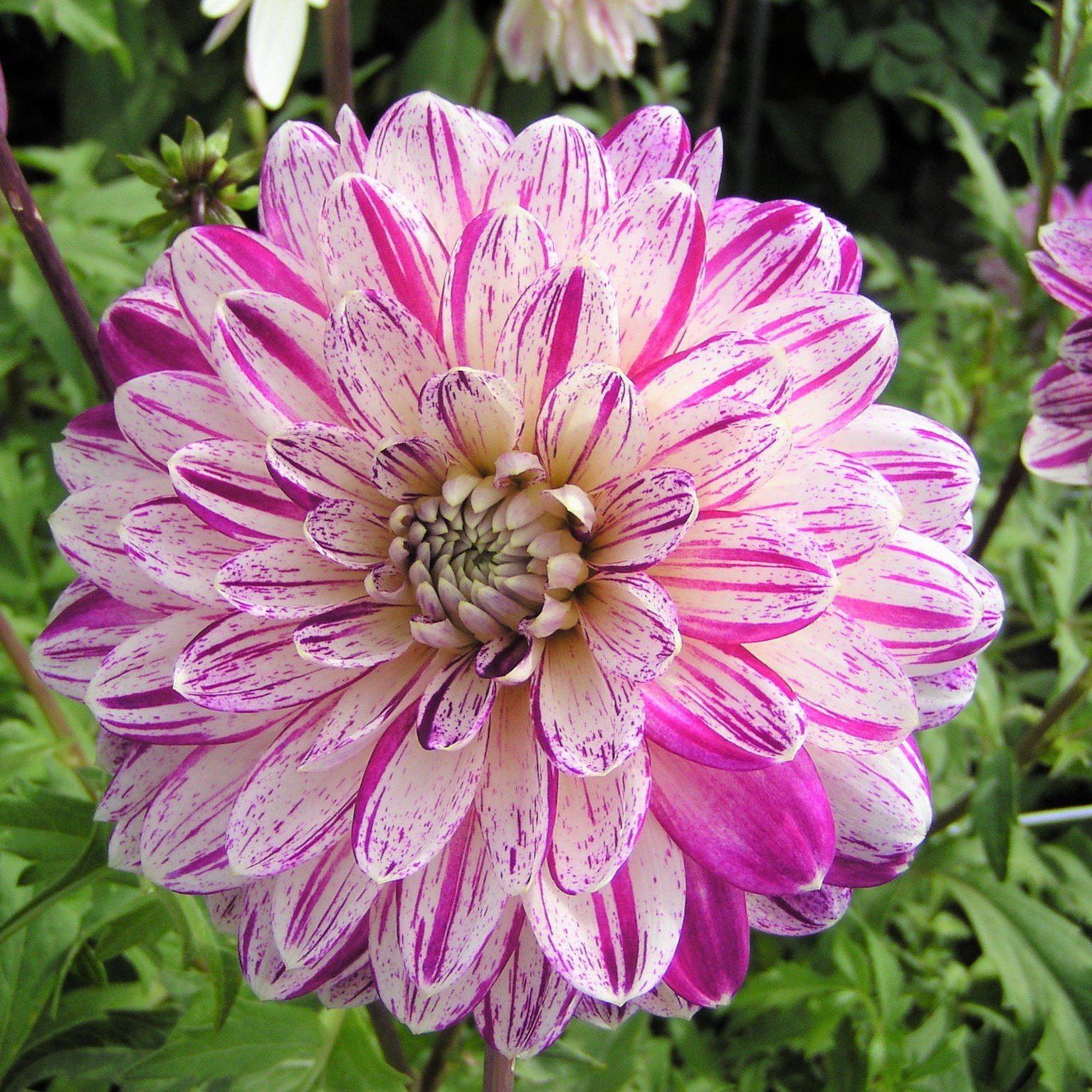 dahlia smokey