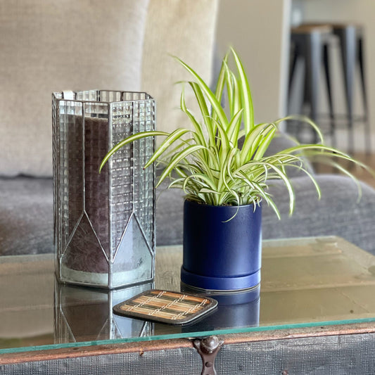 spider plant houseplant in a blue pot