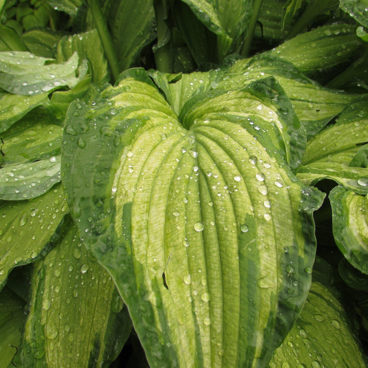 Hosta stained glass plant