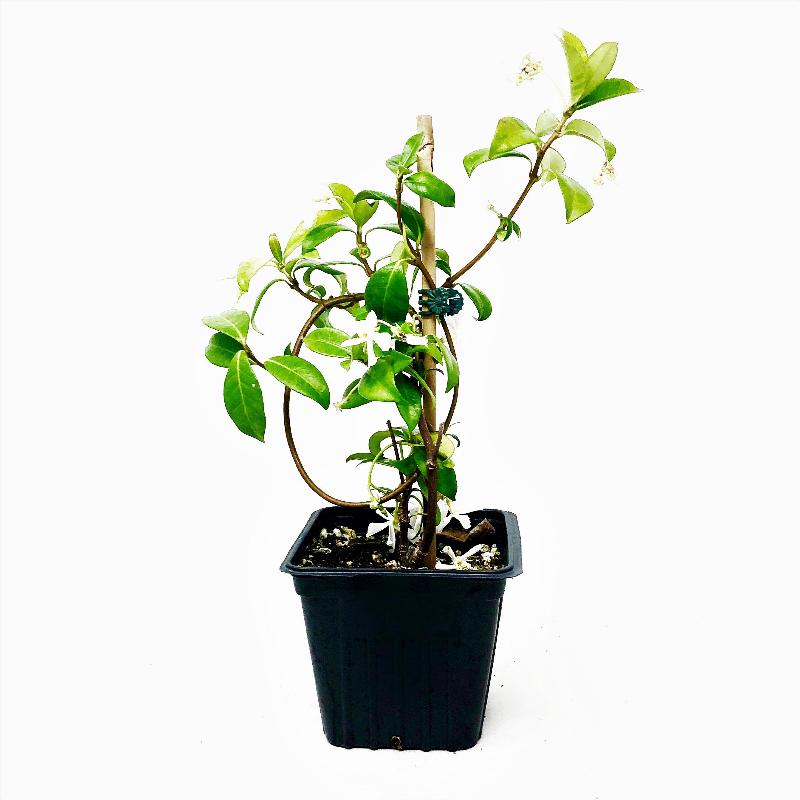 Jasmine Plant In A Pot