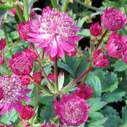 Beautiful Pink Astrantia Star of Fire