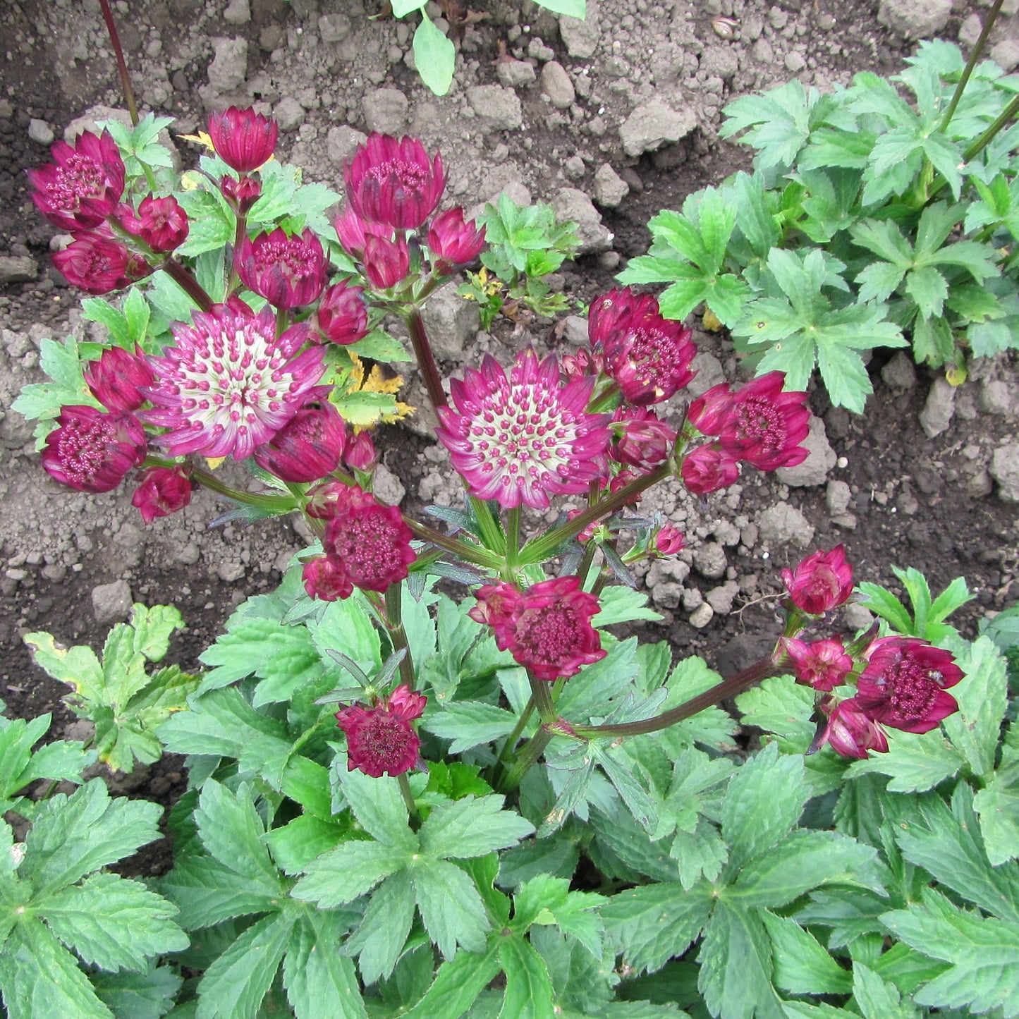 Star of fire Astrantia in a garden