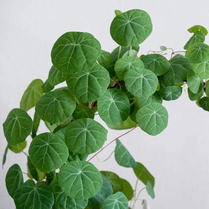 Perfectly Round Stephania Rotundifolia Leaves