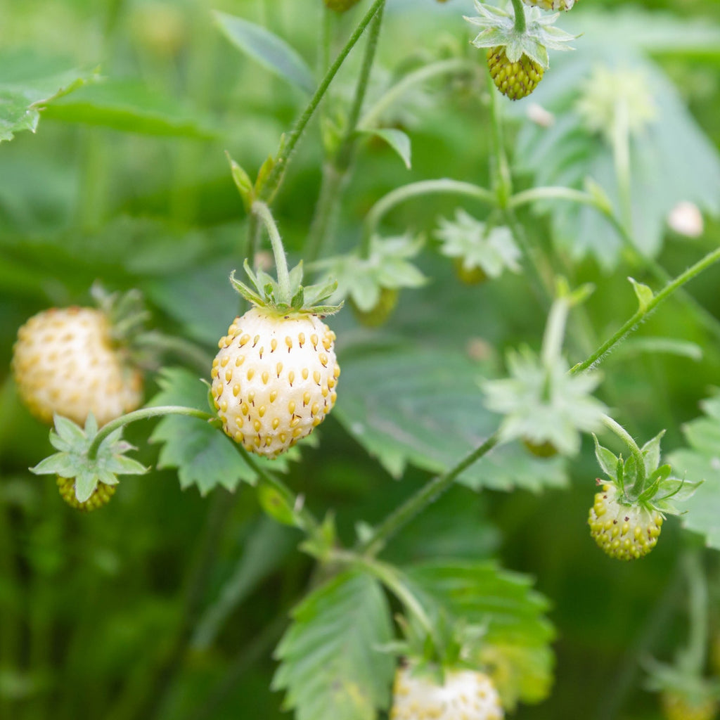 white alpine strawberries