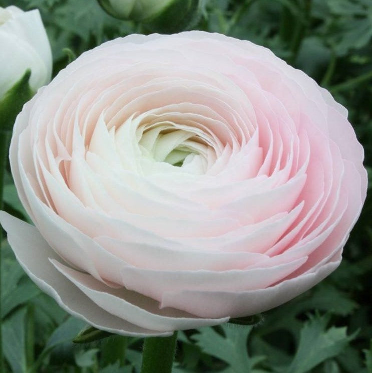 light pink hanoi flowers