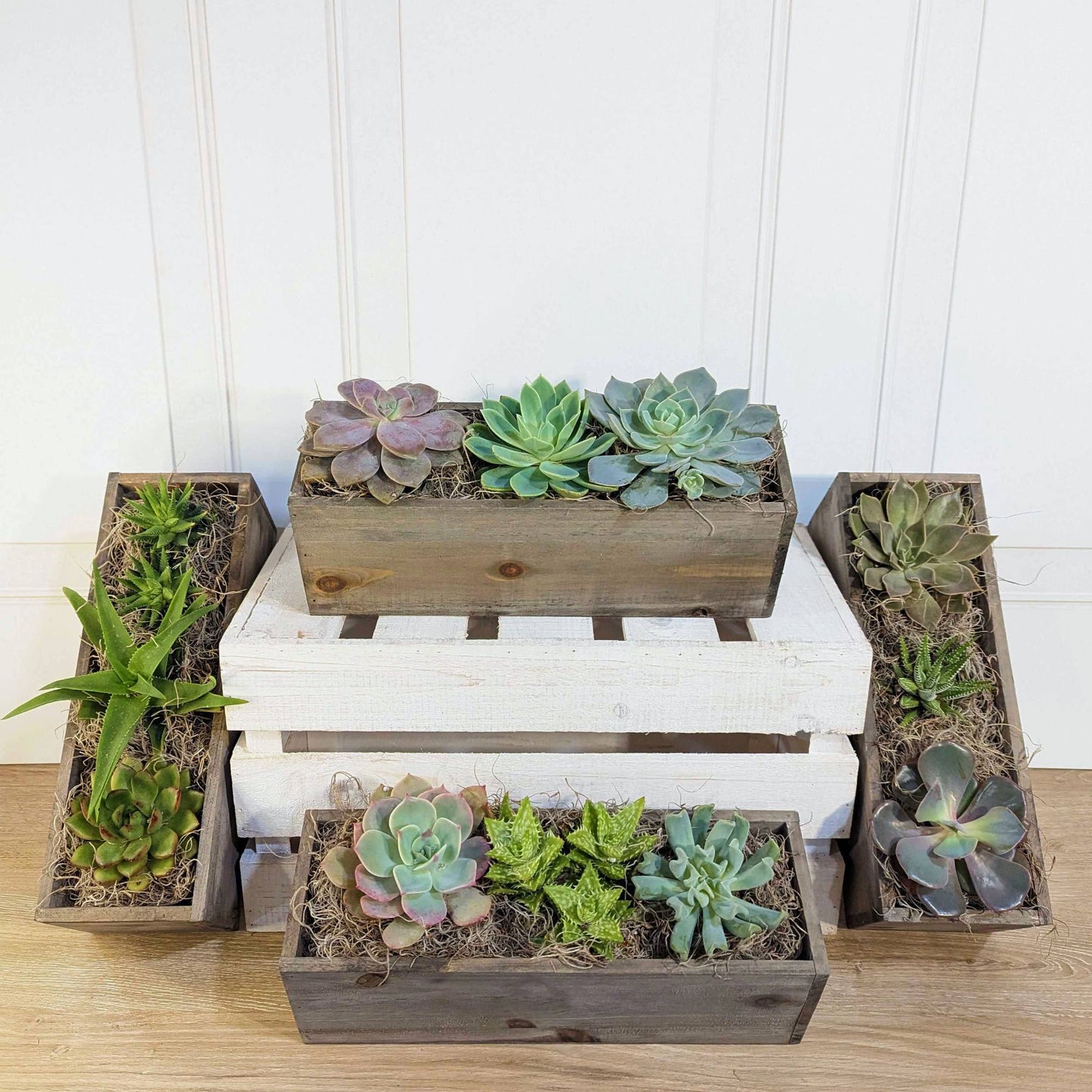 Succulent Trio in Natural Wood Planter