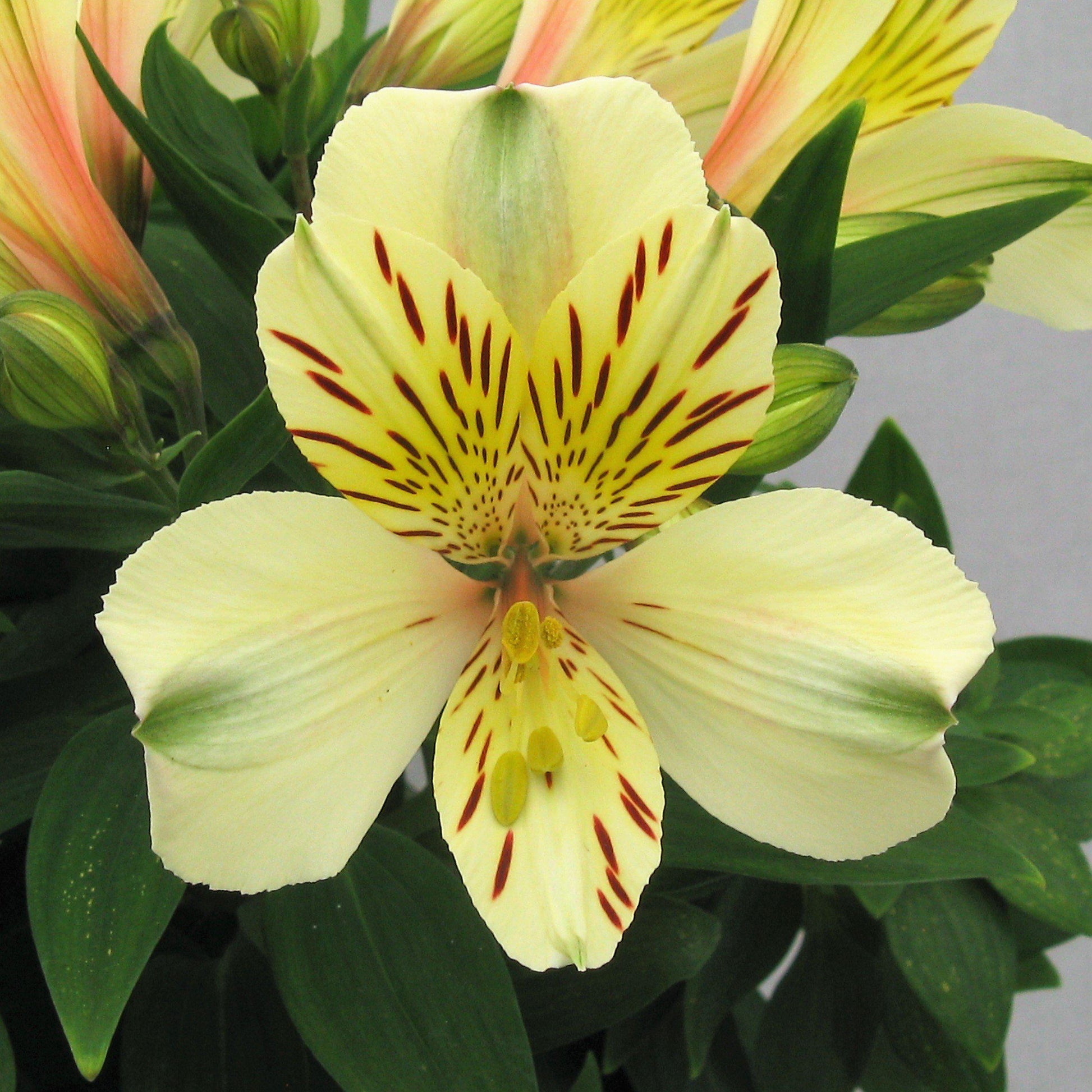 Alstroemeria Inca Sundance