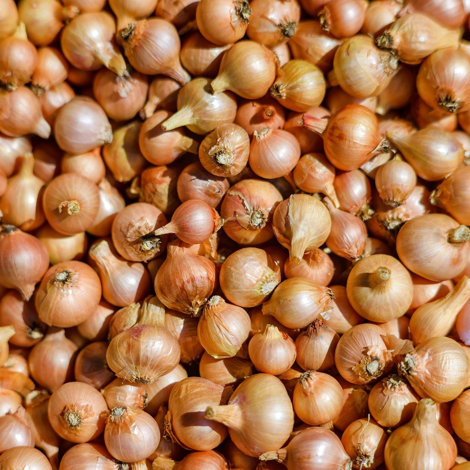 sweet onion starters