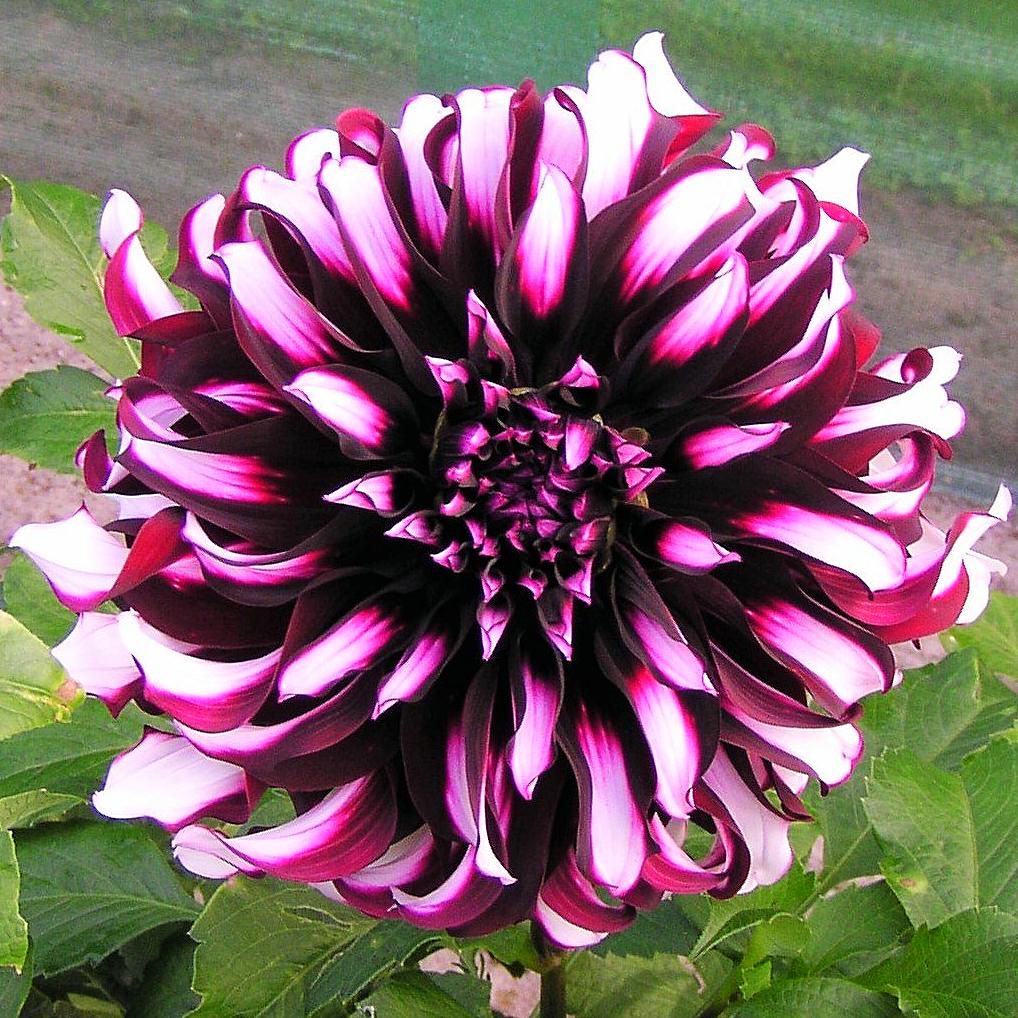 Purple and white dahlia flowers | Dahlia Tartan