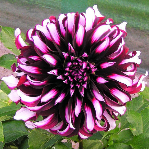 Dahlia Bulbs For Sale - Easy To Grow Bulbs