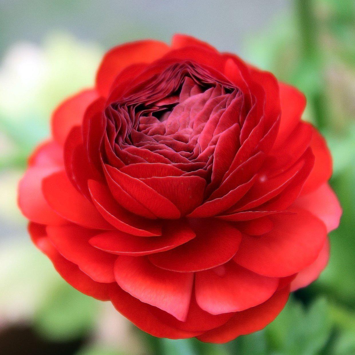 Red Ranunculus Flower