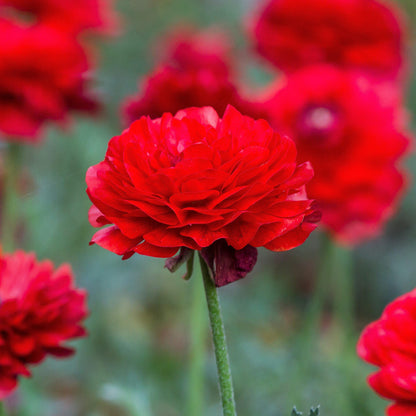 Tecolote Ranunculus Red Flowers