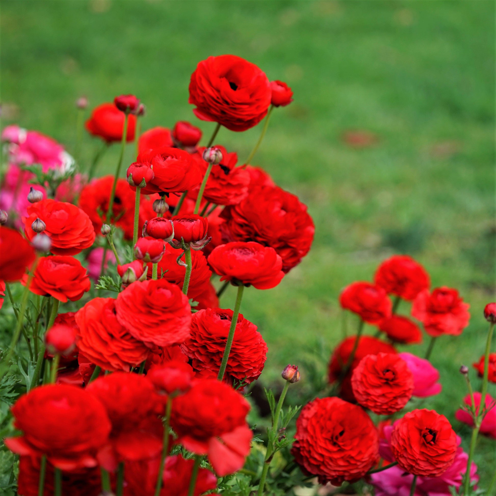 Red Ranunculus in Garden