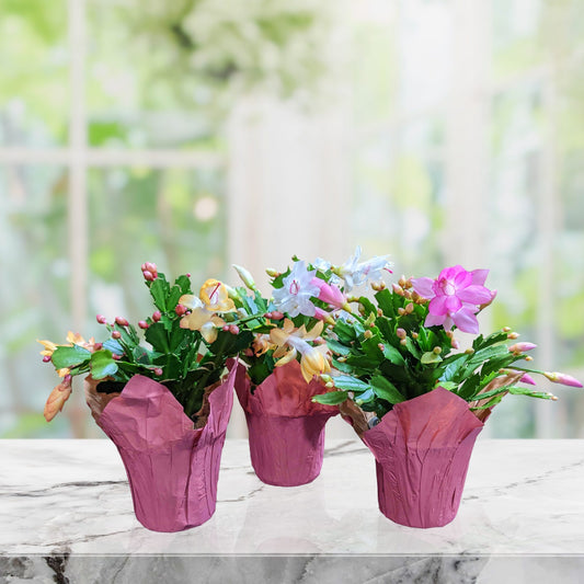 Group of Thanksgiving Cactus blooming