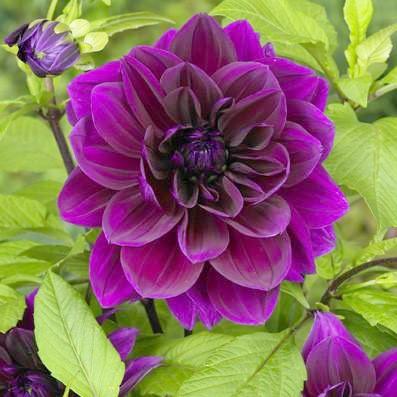 purple dahlia thomas edison