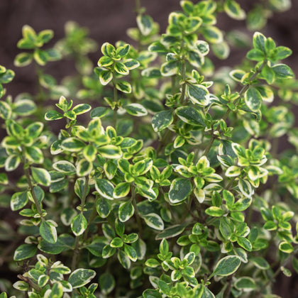 Gorgeous Thyme Plants for Sale Online | Lemon Variegated – Easy To Grow ...