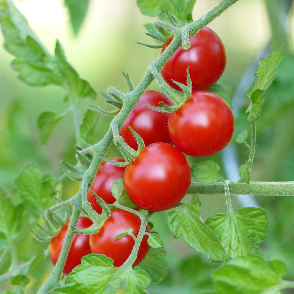 growing square tomatoes