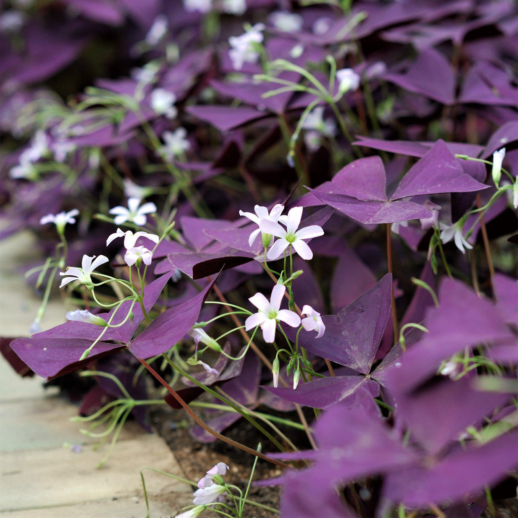 purple shamrock blooms