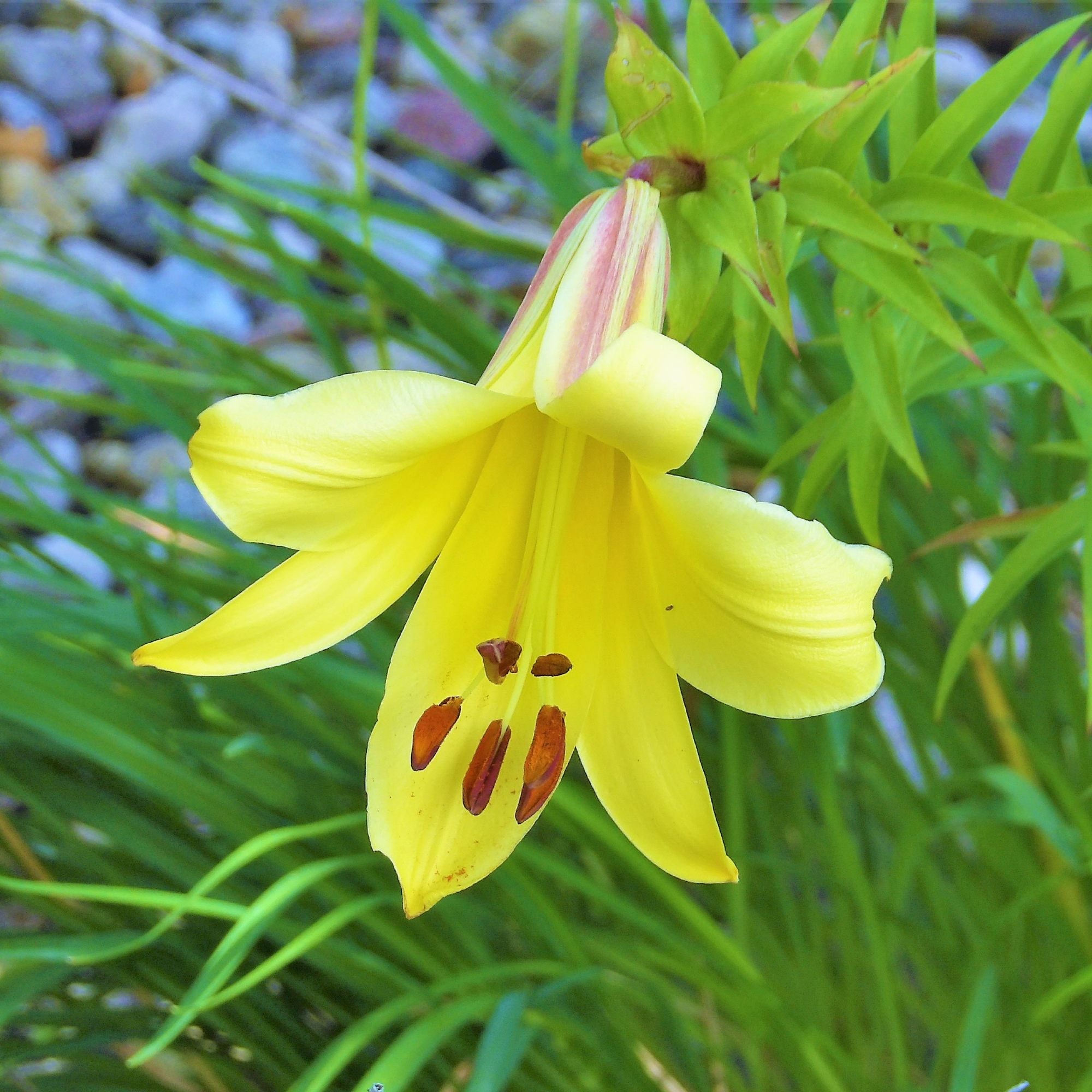 Lilium - Trumpet Lily Golden Splendor