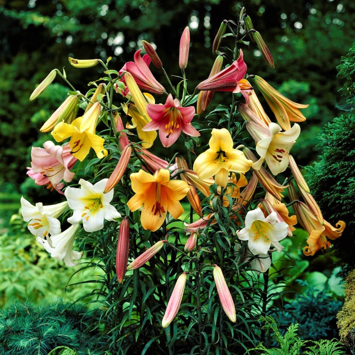 A Rainbow Colored Abundance of Trumpet Lilies