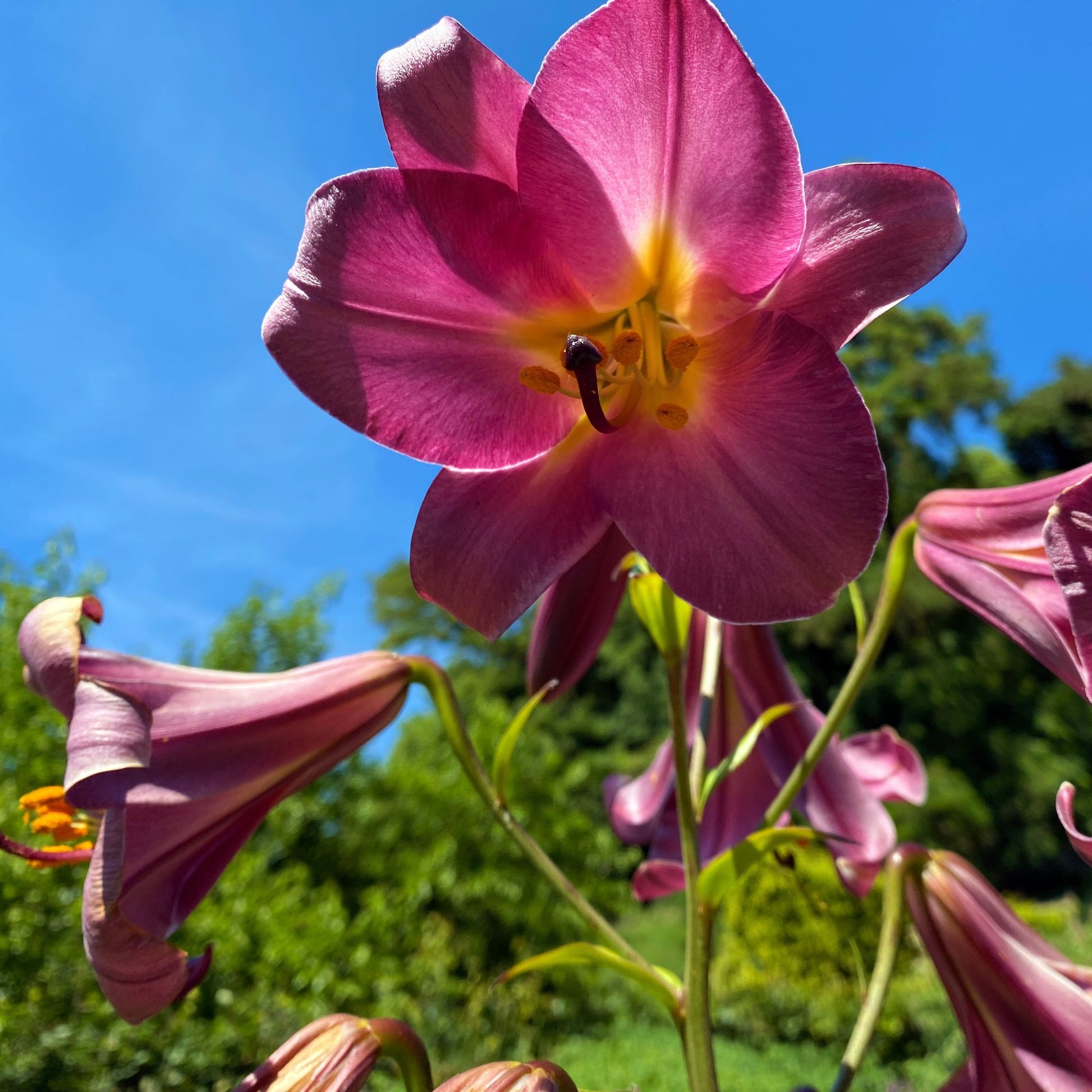 Bold Rosy "Pink Perfection" Trumpet Lily