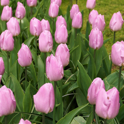 Light Pink Tulips