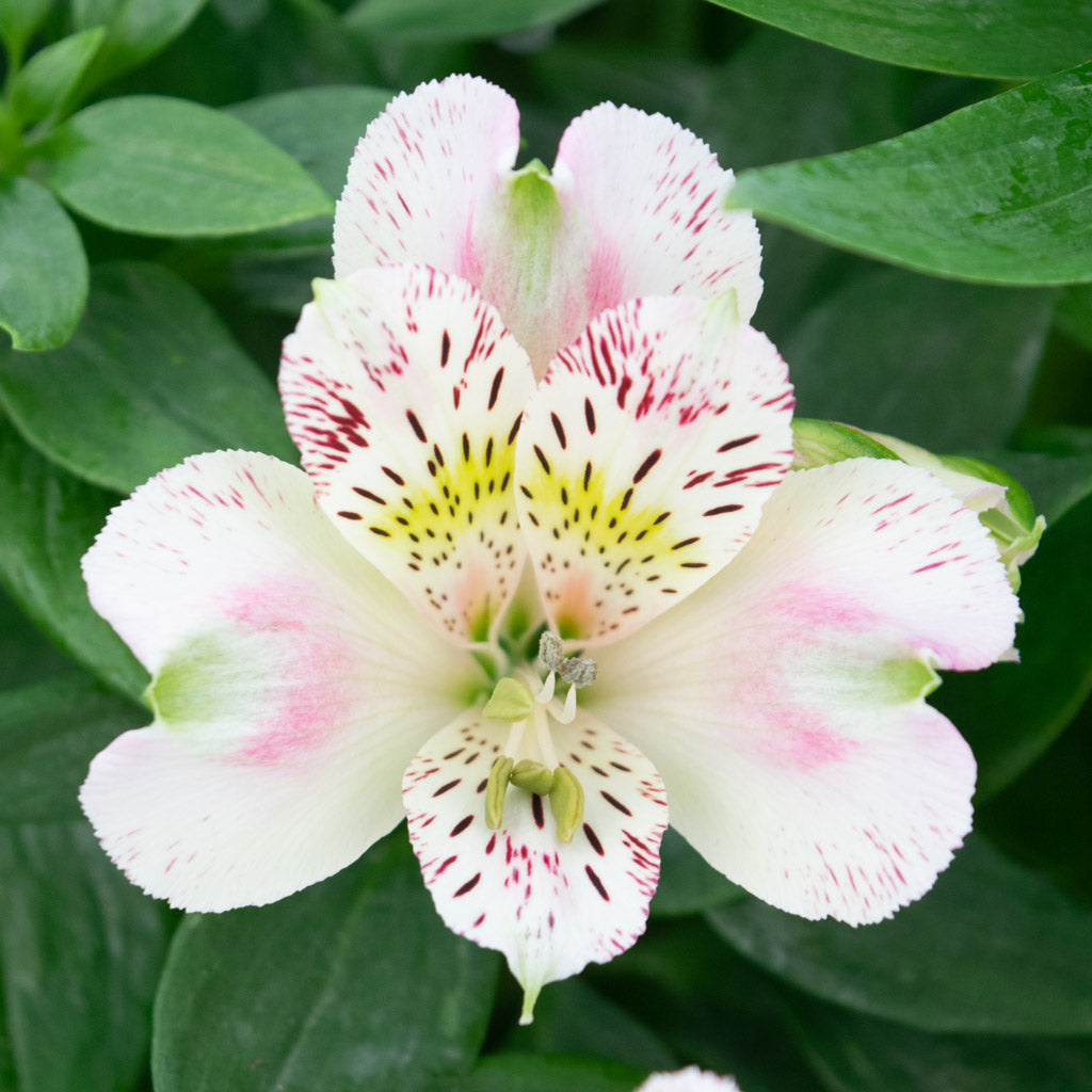 Alstroemeria - Inca Vienna 2 Pack