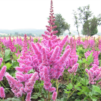 Pinkish-Purple Astilbe